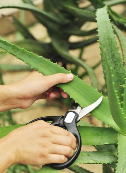 propriedades benéficas da planta de aloe vera