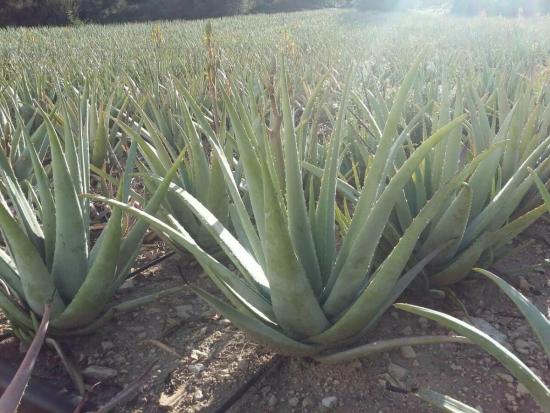 propriedades medicinais da planta aloe vera