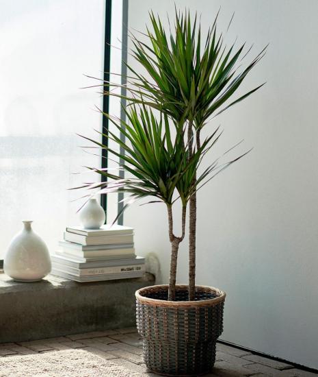 dracaena