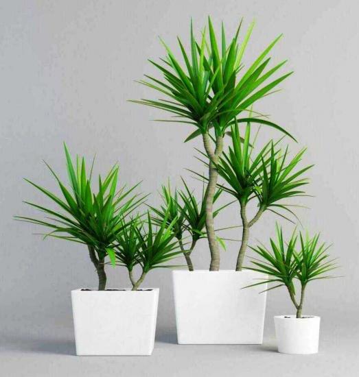 Cuidados com Dracaena marginata