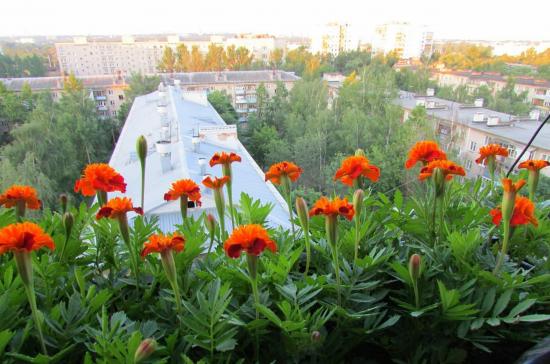 malmequeres como plantas ornamentais