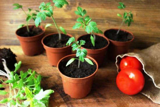 mudas de tomate