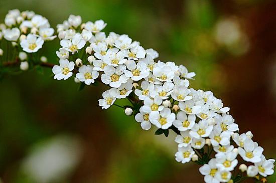 flor de spirea