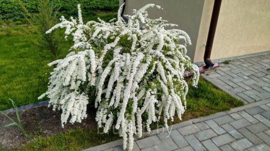 spirea cinza