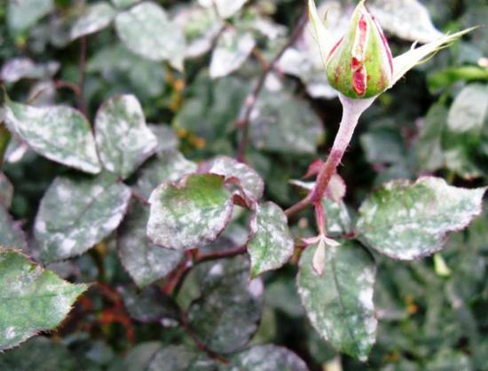 tratando rosas para oídio