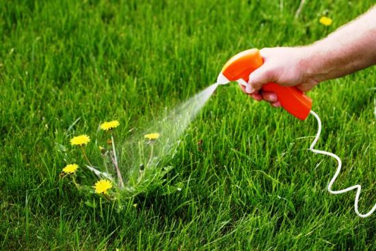 aplicação de herbicidas contra ervas daninhas no gramado