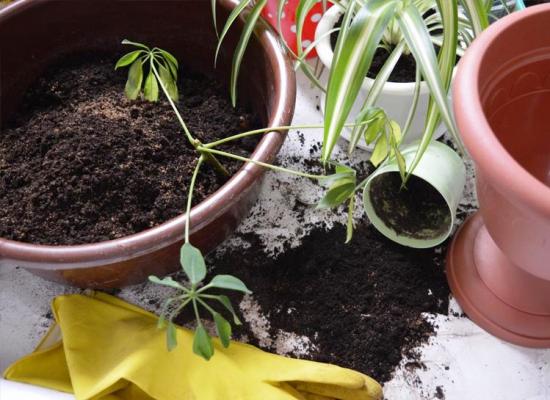 como replantar plantas de interior corretamente