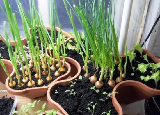 Como cultivar verduras no parapeito de uma janela