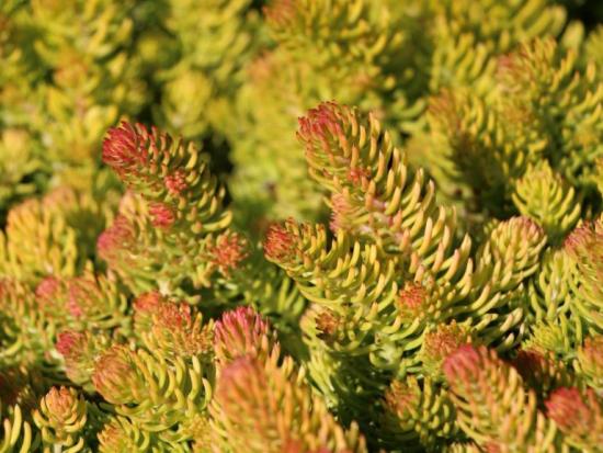 lindo sedum