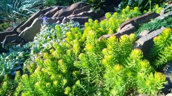 sedum em paisagismo