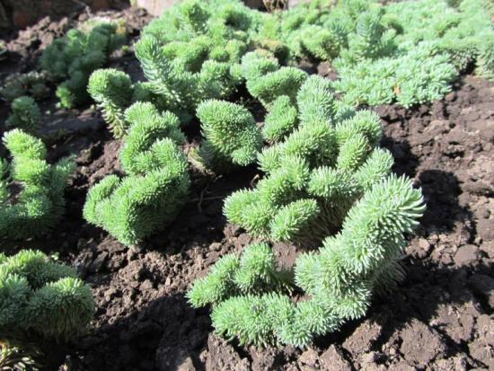 cultivando sedum a partir de sementes