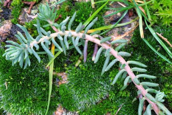 reprodução de sedum por brotos