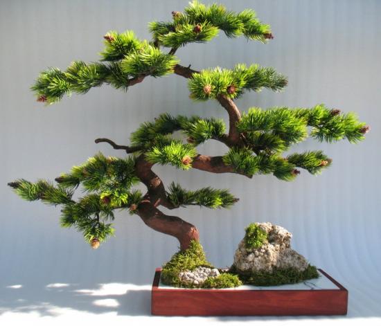 bonsai de pinheiro