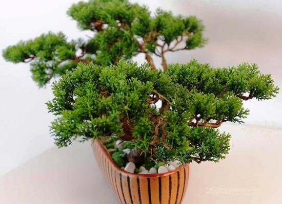 bonsai de thuja