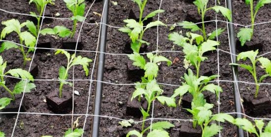 plantando crisântemos no solo