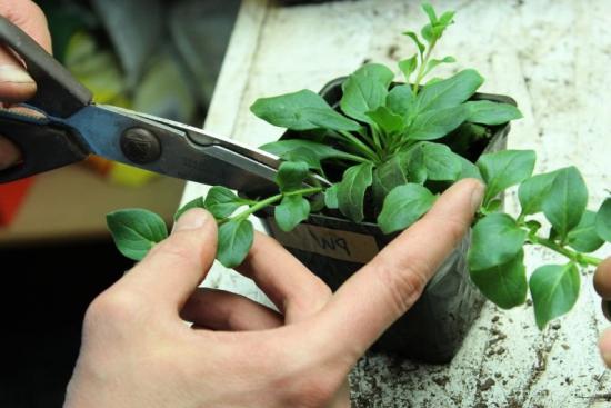 beliscando petúnia, formação de plantas