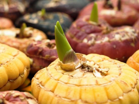 estação de crescimento para plantas bulbosas