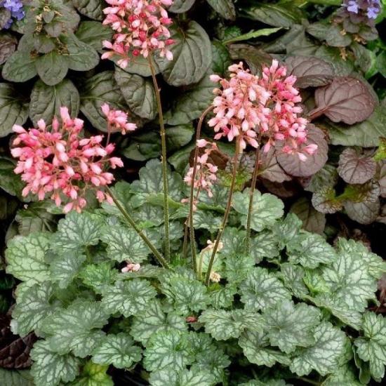 planta heuchera