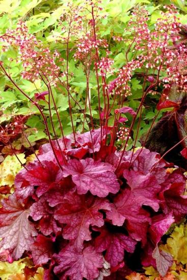 crescendo heuchera em terreno aberto