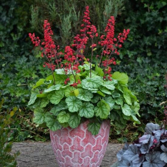 cultivando heuchera em uma panela