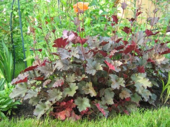 cuidado heuchera