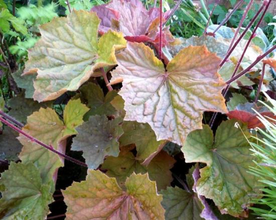 heuchera