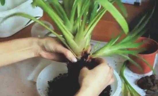 Transplante de Guzmania