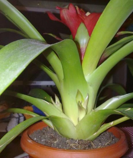 Guzmania lança brotos