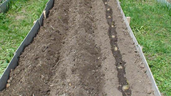 plantando batatas em cumes