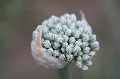 cabeça de flor de cebola