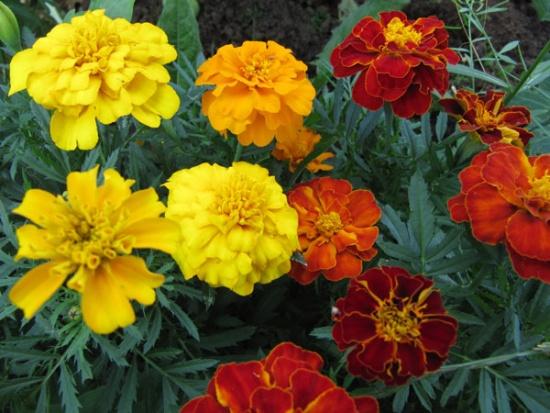 Tagetes