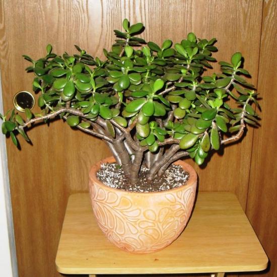 Crassula