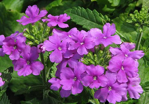 Verbena híbrida