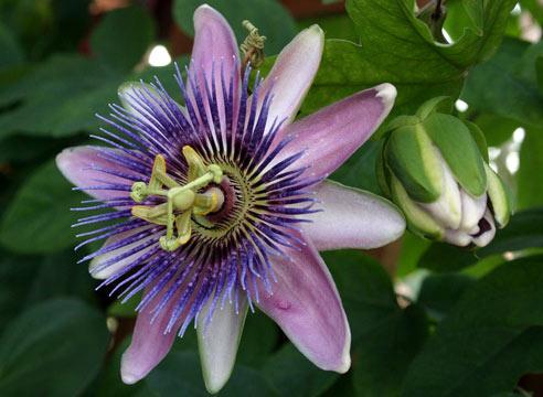 Flor da Paixão