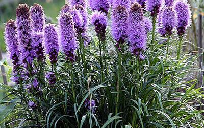 Liatris