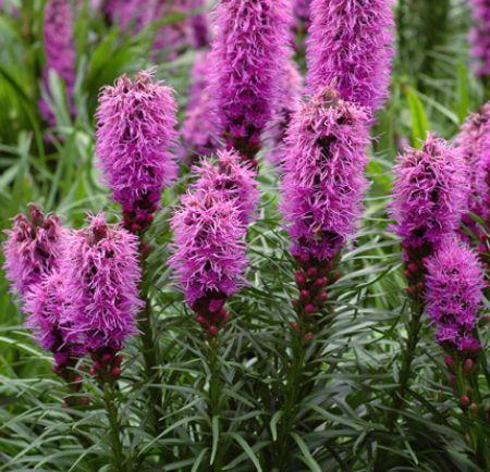 Liatris