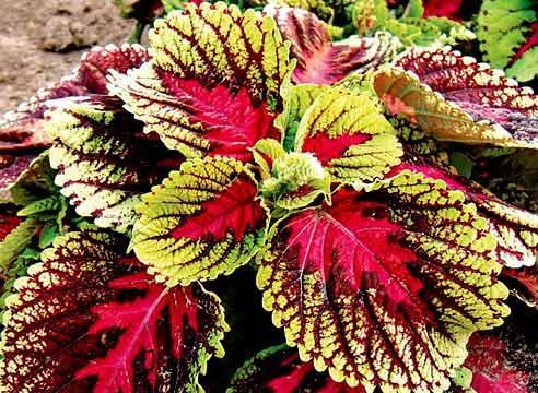 Coleus