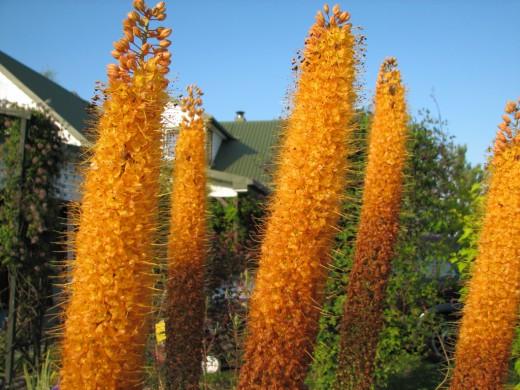 Eremurus