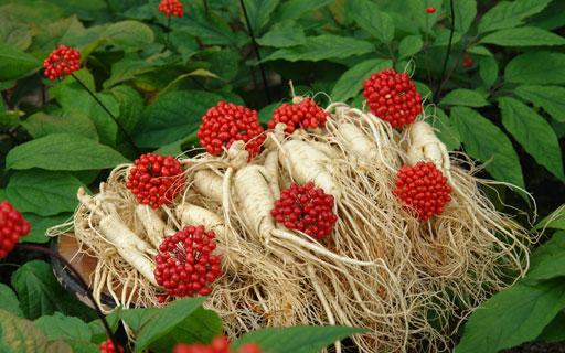 Ginseng