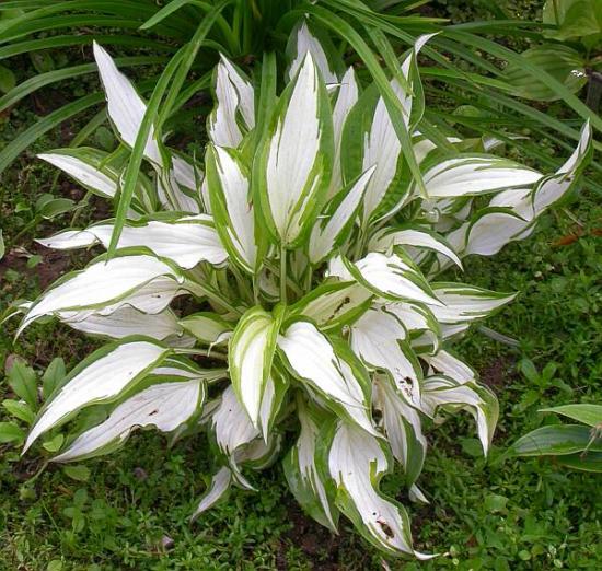 Hosta