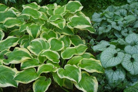 Hosta