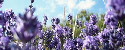 Lavanda