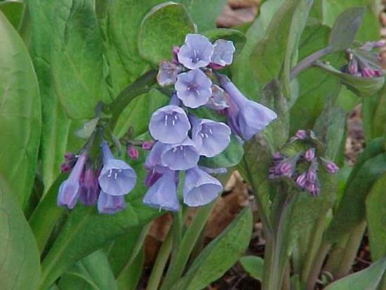 Mertensia