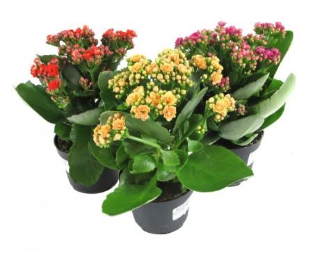 Kalanchoe