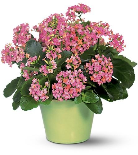 Kalanchoe