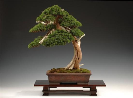 Bonsai