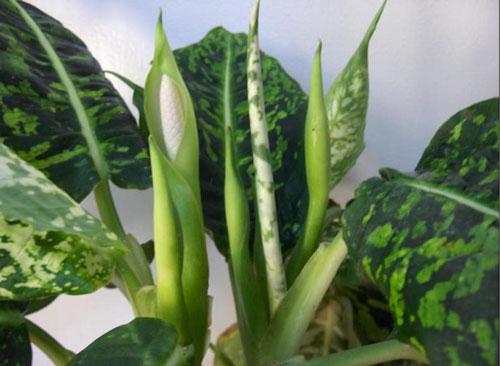 Dieffenbachia