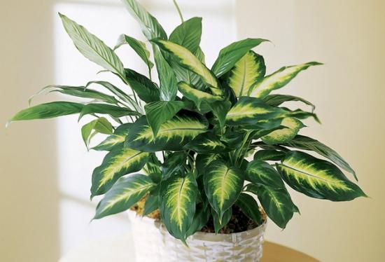 Dieffenbachia