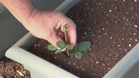 Plantando uma rosa