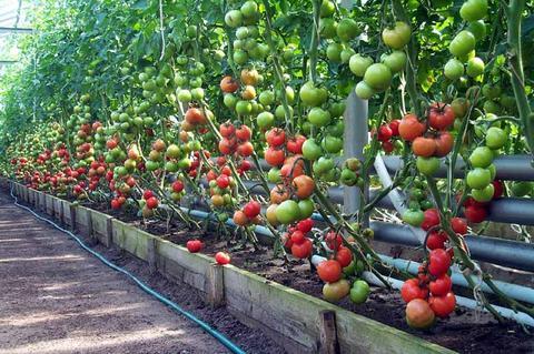 Tomates